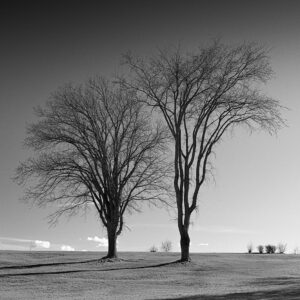 Une photo en noir et blanc de deux arbres sans feuilles proches l’un de l’autre sur un champ herbeux. L'horizon est dégagé, avec quelques petits arbustes au loin sous un ciel dégagé.