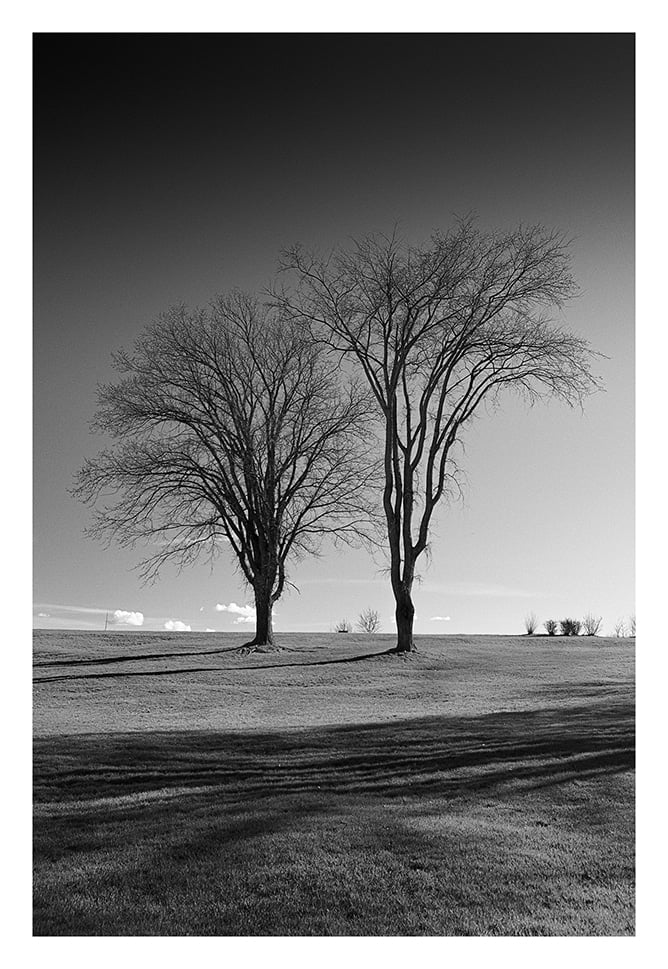 Une photo en noir et blanc de deux arbres sans feuilles rapprochés dans un paysage aride. Le soleil projette de longues ombres sur le sol herbeux. Quelques arbustes lointains sont visibles à l'horizon sous le ciel clair et sombre.