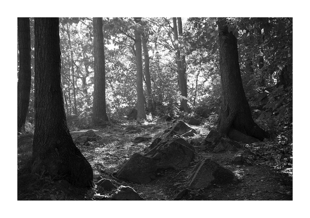 Photographie en noir et blanc d’une scène forestière mettant en vedette plusieurs grands arbres à l’écorce texturée. Le sol est couvert de rochers et la lumière du soleil tachetée filtre à travers le feuillage dense, créant un contraste entre la lumière et l'ombre.