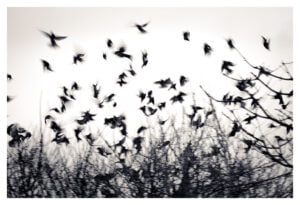 Une image en noir et blanc montrant l'envol d’oiseaux au-dessus de branches d’arbres nues. Les oiseaux sont dispersés sur le cadre, créant un mouvement dynamique sur un ciel clair. Les branches en dessous sont denses et s'étendent vers le haut, encadrant le vol des oiseaux.