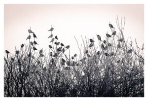 Photo en noir et blanc représentant de nombreux petits oiseaux perchés sur les branches nues d’un buisson dense. Le ciel est couvert, créant une toile de fond feutrée qui met en valeur les silhouettes des oiseaux et des branches.