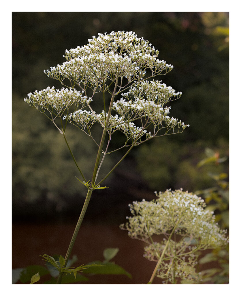 Une grappe de délicates fleurs blanches pousse sur de hautes tiges vertes à la verdure floue et au fond sombre, mettant en valeur les motifs floraux complexes de la plante.