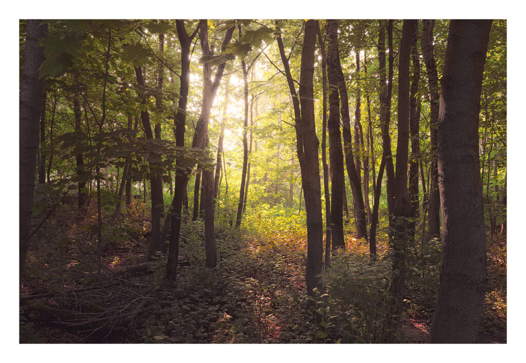 La lumière du soleil traverse les arbres d'une forêt dense et verdoyante. La lumière crée un effet chaud et lumineux sur les feuilles et le sol de la forêt, projetant de longues ombres et illuminant le feuillage luxuriant.